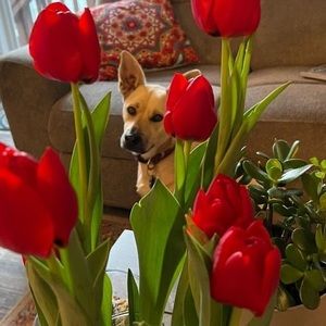 Meet your Posher, Carmen